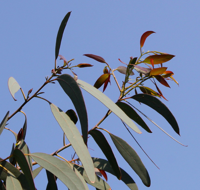 Image of Eucalyptus perriniana specimen.