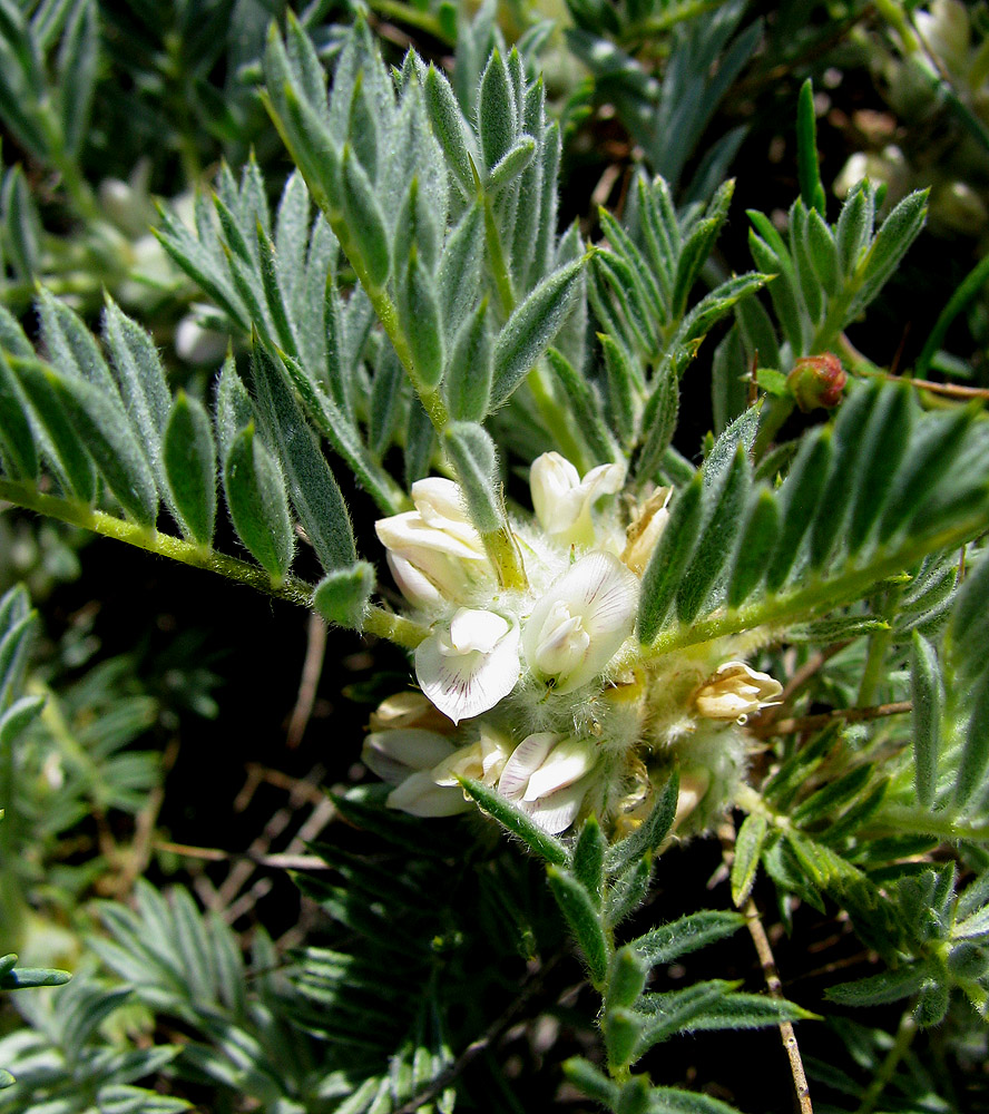 Изображение особи Astragalus arnacanthoides.