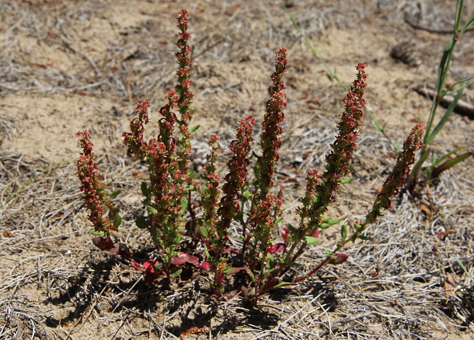 Image of Rumex bucephalophorus specimen.