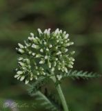 Achillea millefolium. Расцветающие соцветия. Молдова, Кишинев, Ботанический сад АН Молдовы. 12.07.2014.