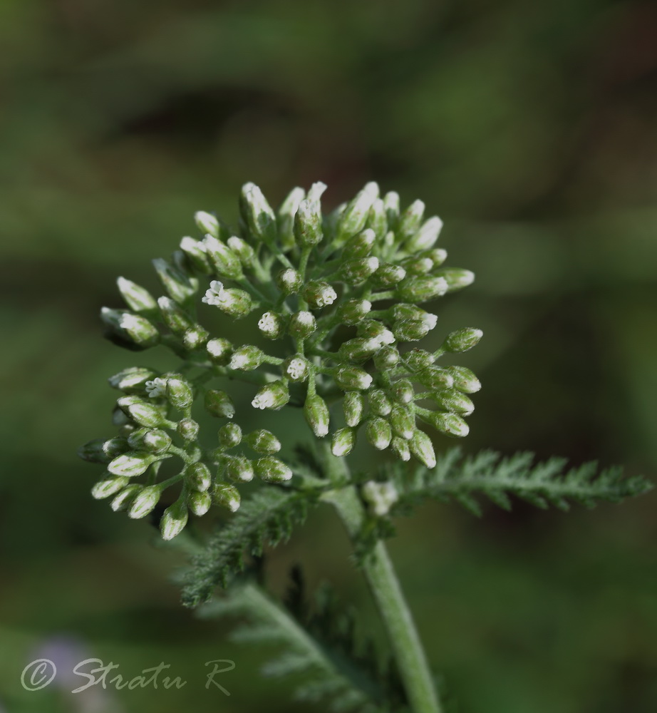 Изображение особи Achillea millefolium.