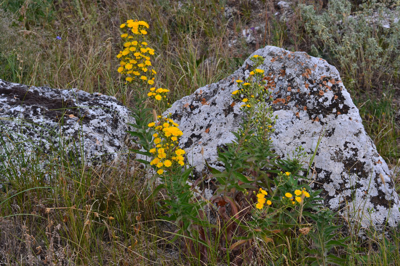 Изображение особи род Hieracium.