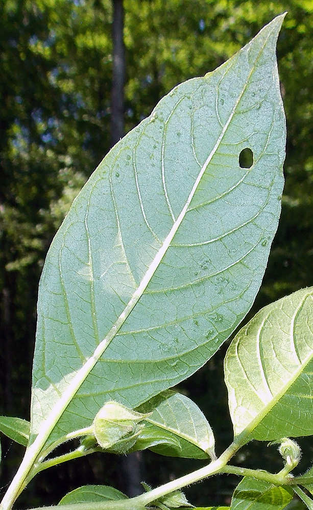 Image of Atropa caucasica specimen.