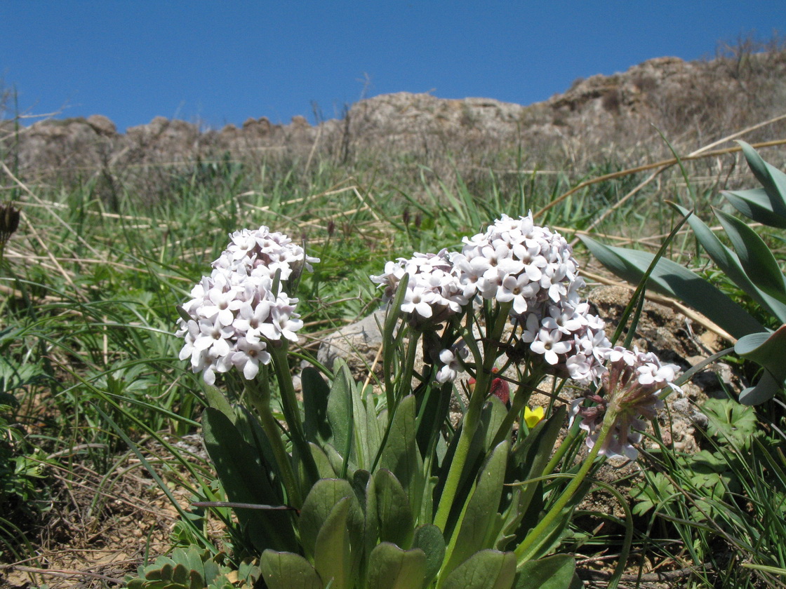 Изображение особи Valeriana chionophila.