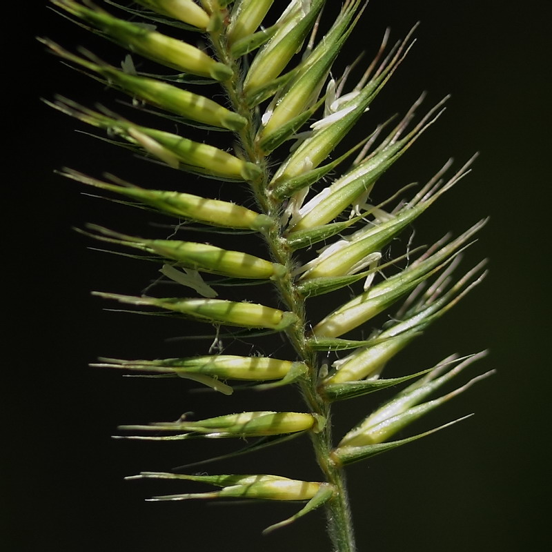 Image of Agropyron pectinatum specimen.