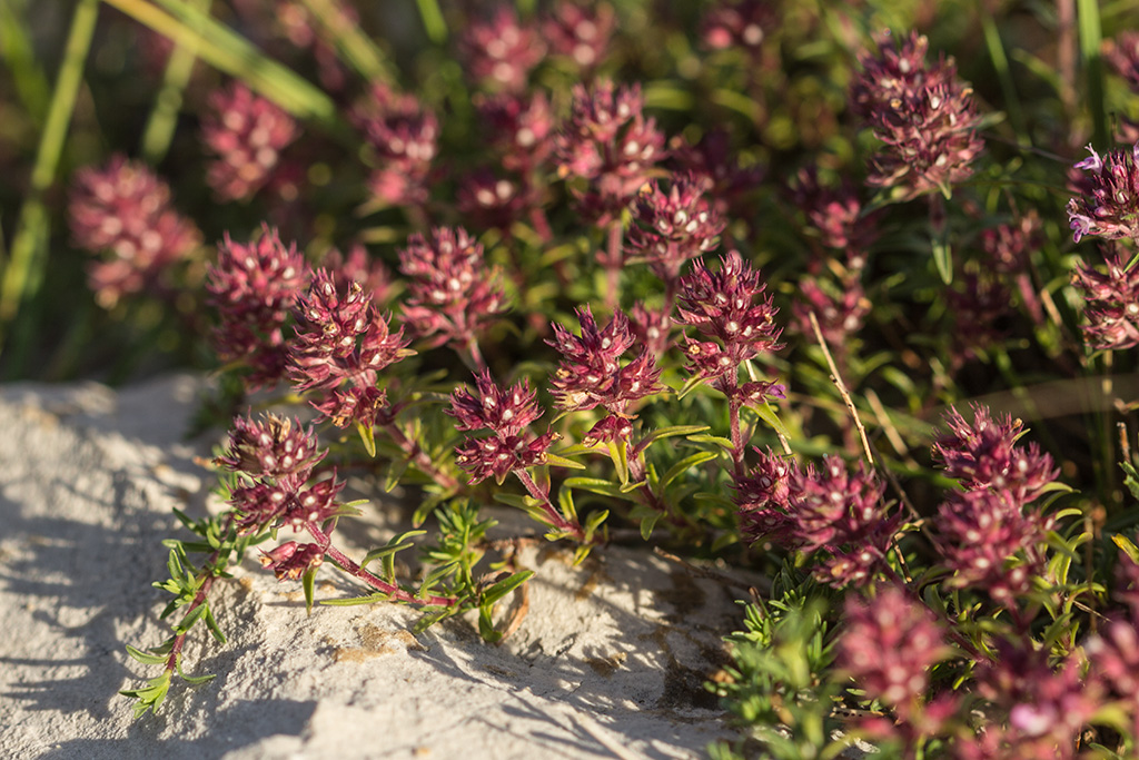 Изображение особи род Thymus.