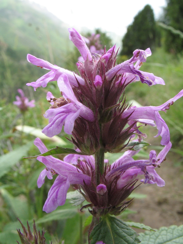 Image of Betonica betoniciflora specimen.