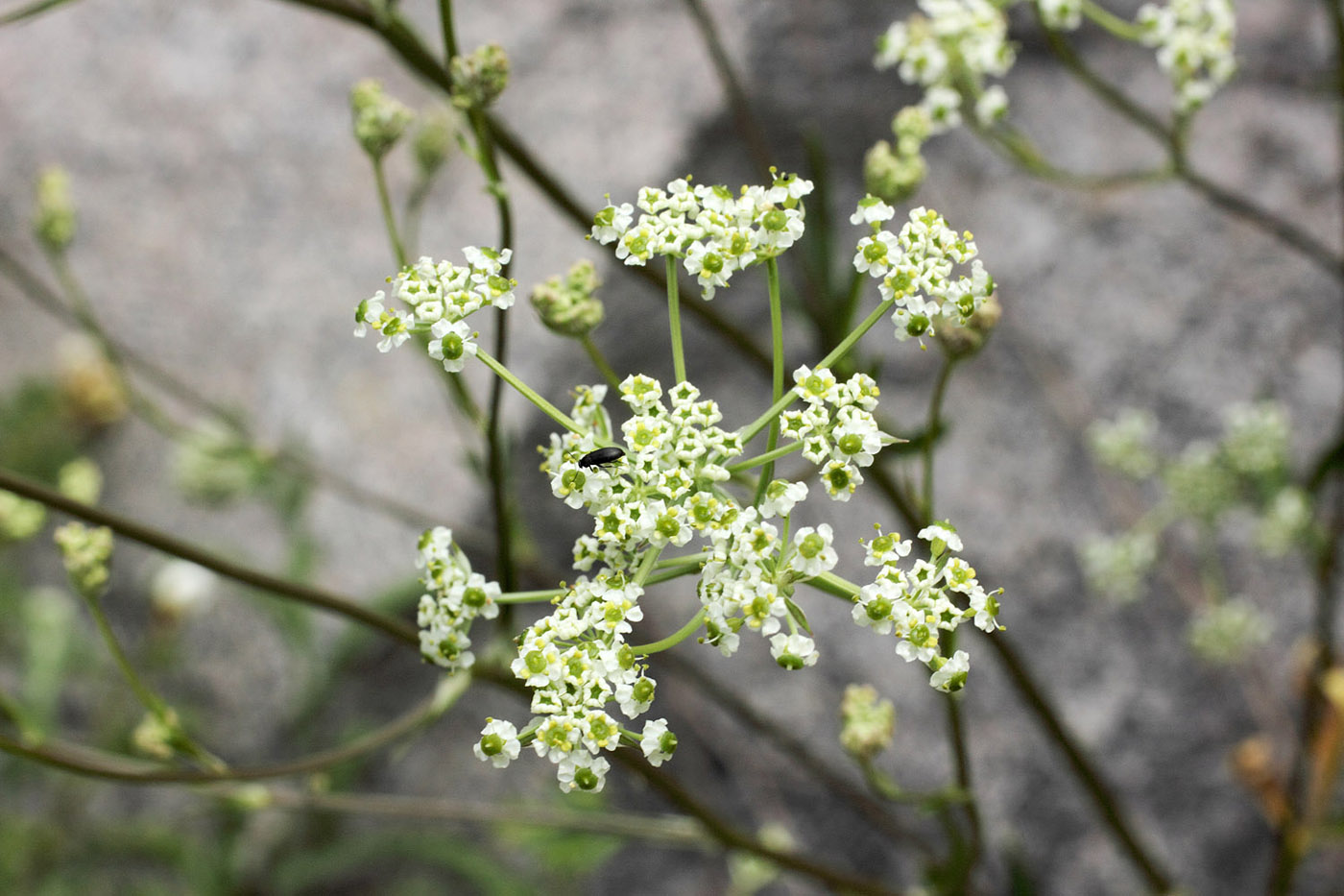 Image of Aulacospermum turkestanicum specimen.