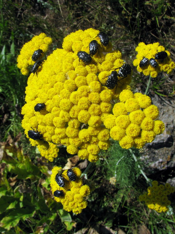 Image of Handelia trichophylla specimen.