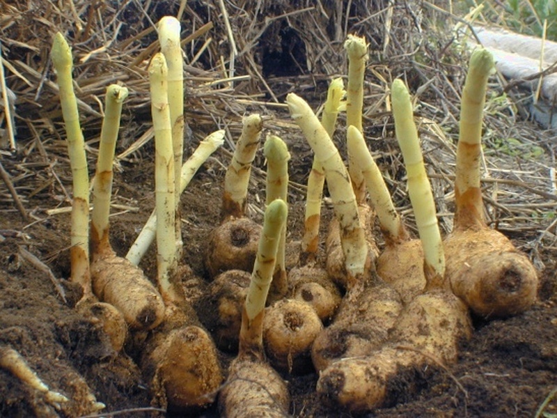 Image of Gastrodia elata specimen.