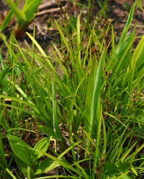 Image of Carex reventa specimen.