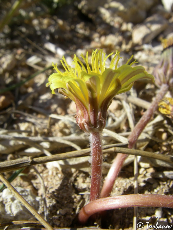 Image of Taraxacum hybernum specimen.