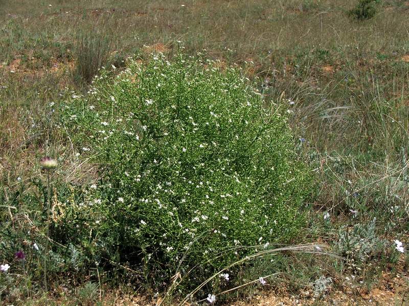 Image of Crambe aspera specimen.