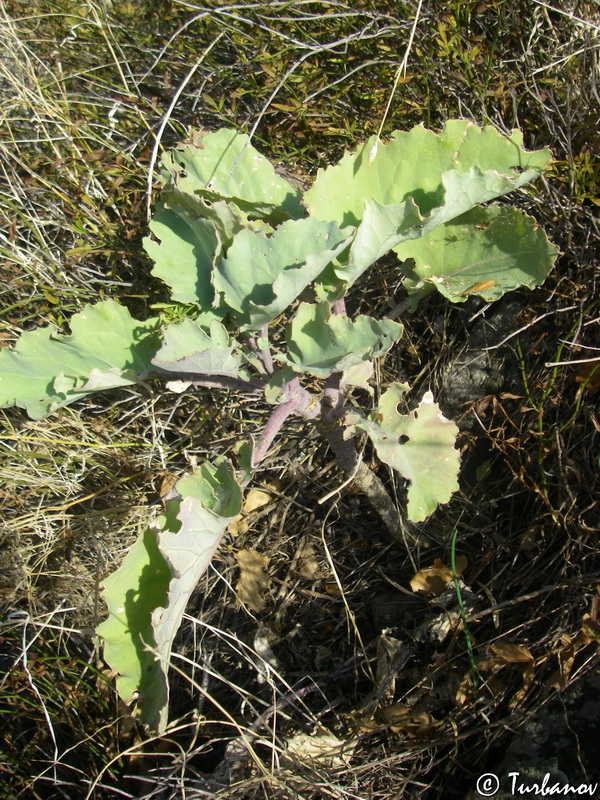 Изображение особи Brassica taurica.