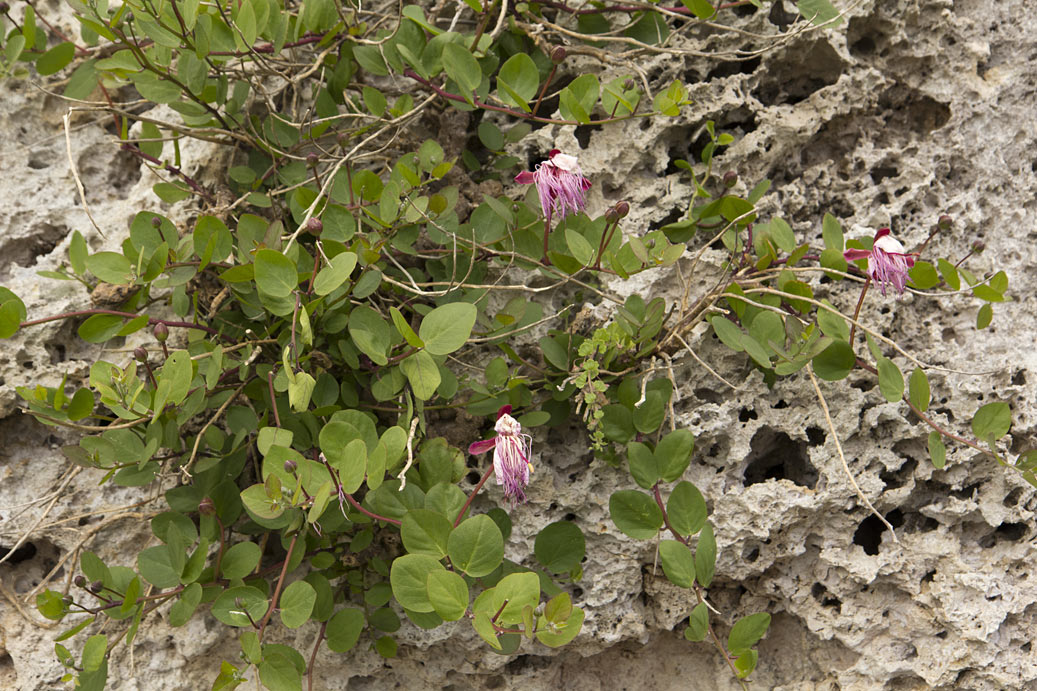 Image of Capparis sicula specimen.