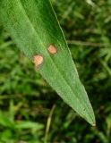 Persicaria amphibia. Верхушка листа с поражениями. Окр. Архангельска, свалка древесных отходов. 21.08.2015.