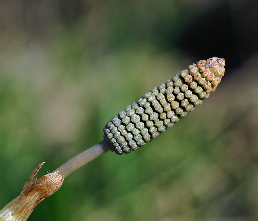 Изображение особи Equisetum sylvaticum.