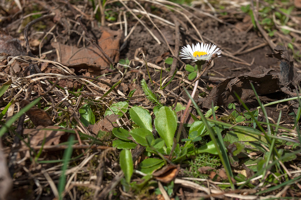 Image of Bellis perennis specimen.