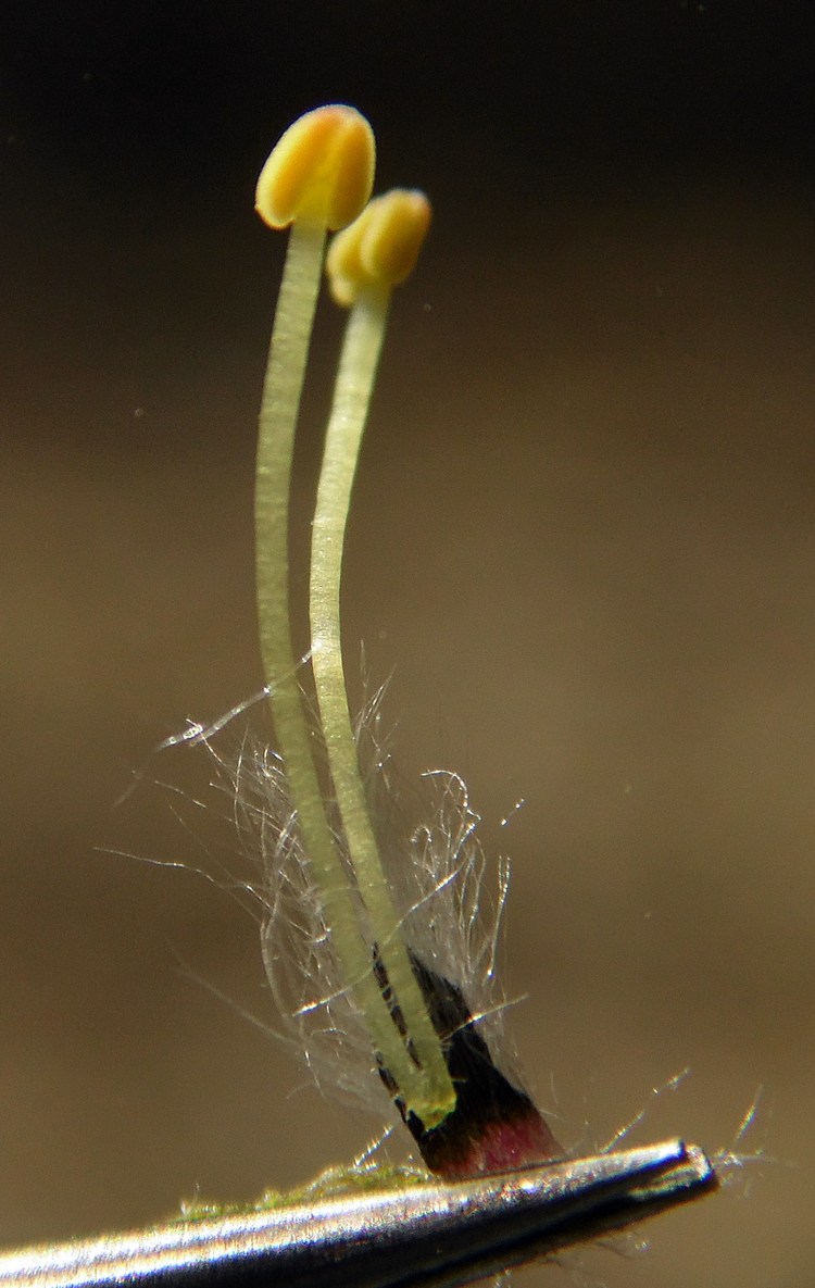 Image of Salix phylicifolia specimen.