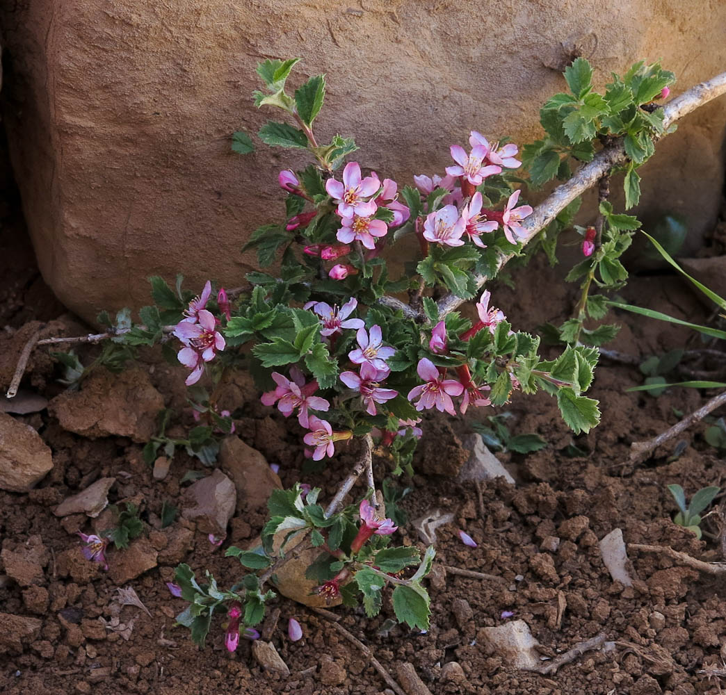 Image of Cerasus prostrata specimen.