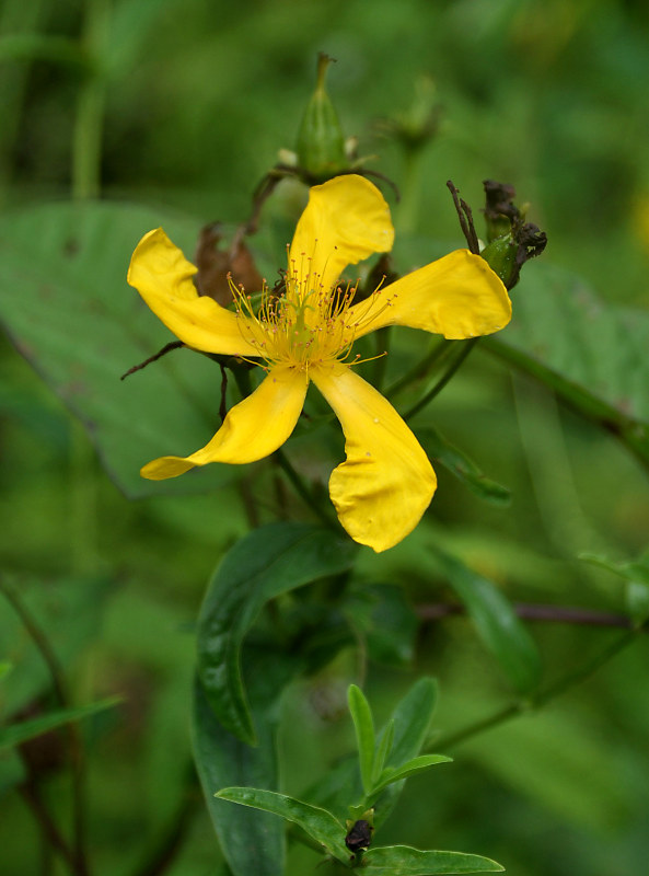 Image of Hypericum gebleri specimen.