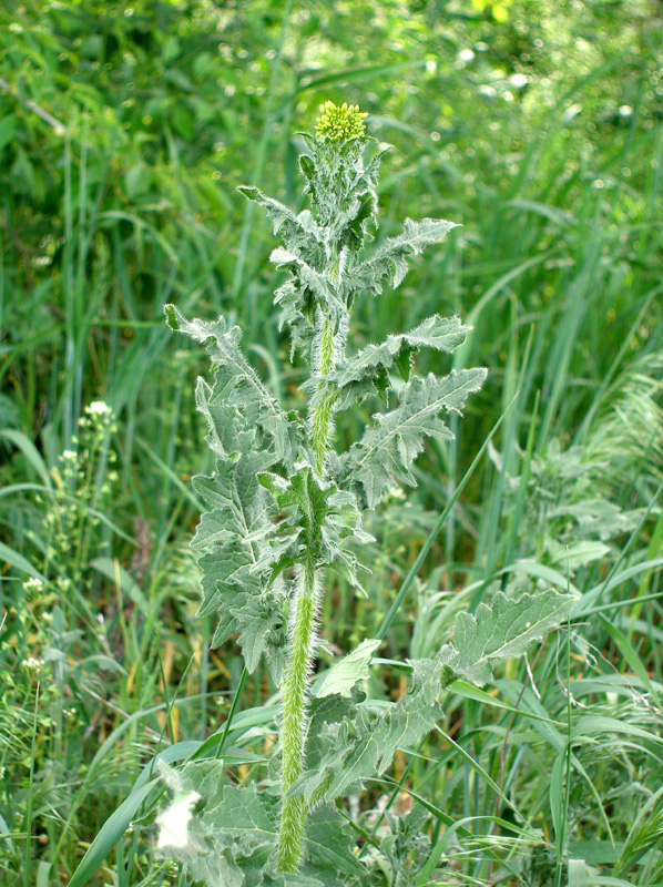 Image of Sisymbrium loeselii specimen.