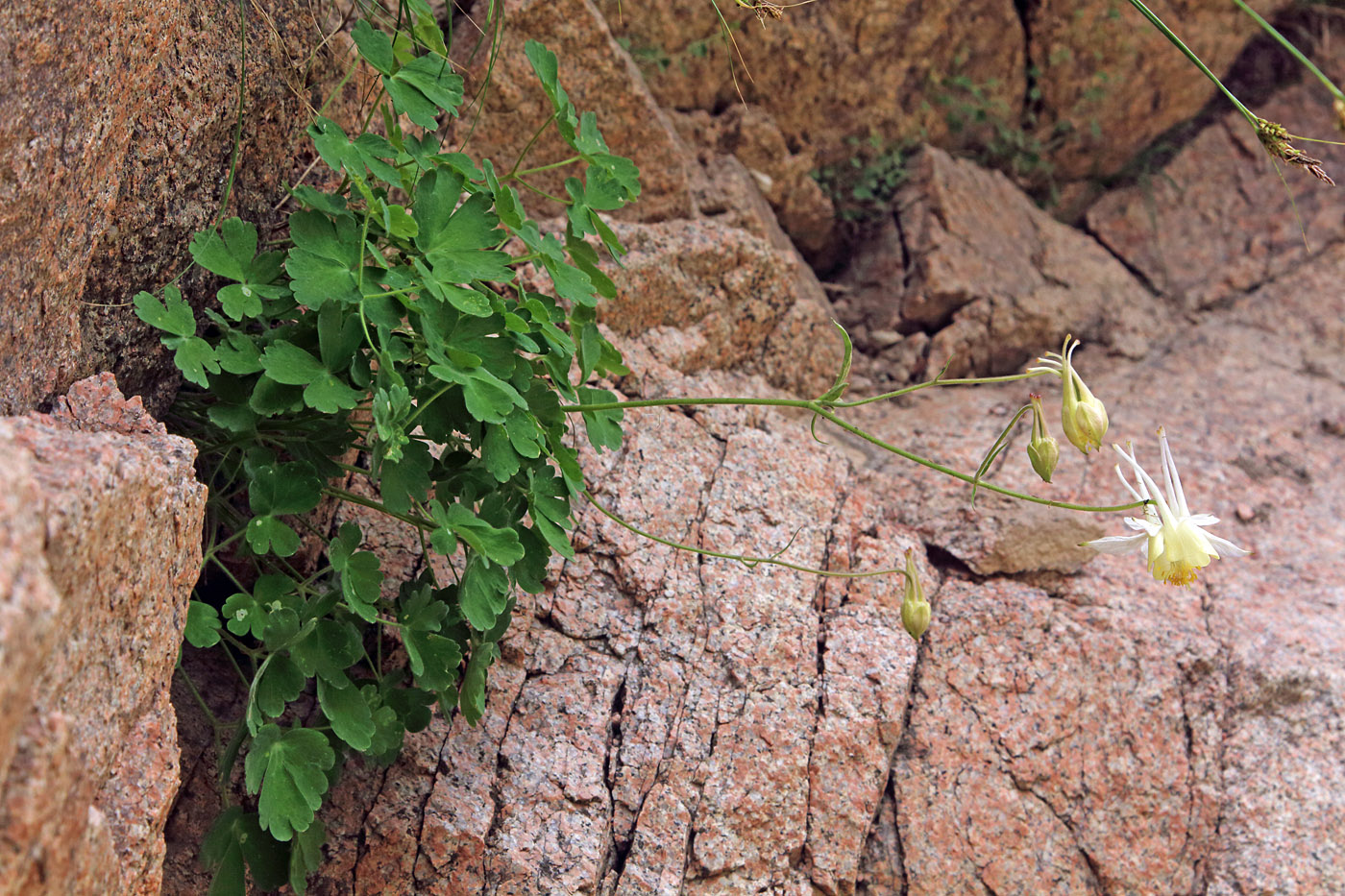 Image of Aquilegia tianschanica specimen.