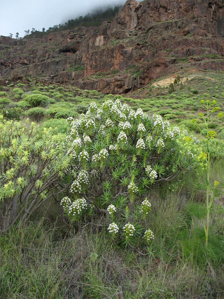 Изображение особи Echium decaisnei.