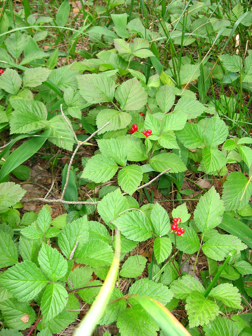 Image of Rubus saxatilis specimen.