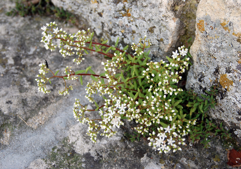 Image of Sedum album specimen.