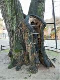 Tilia cordata. Нижняя часть ствола старого дерева (более 500 лет). Германия, Берлин, округ Шпандау. Январь 2015 г.
