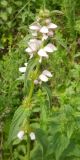 Смотреть изображение Stachyopsis oblongata