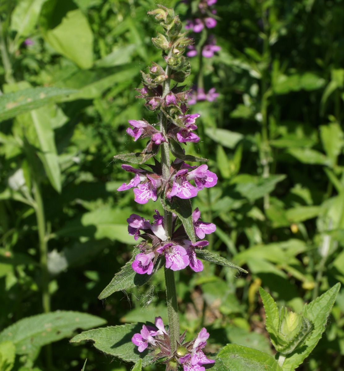 Изображение особи Stachys palustris.