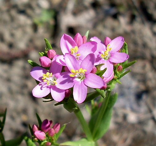 Image of Centaurium erythraea specimen.