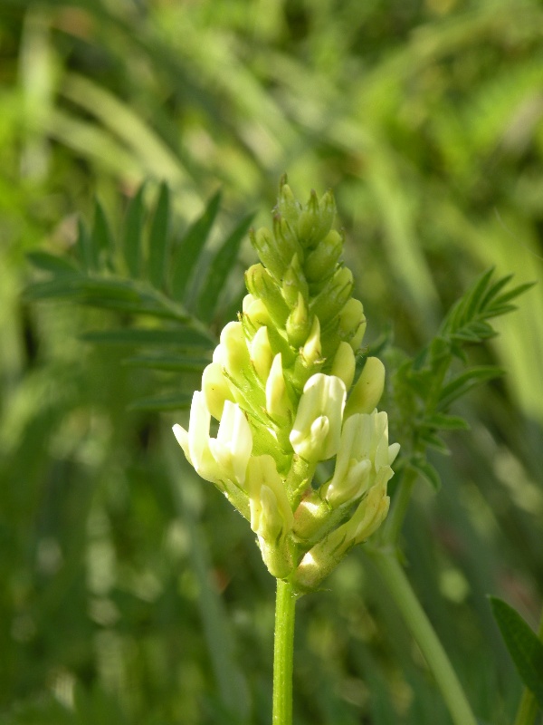 Image of Astragalus cicer specimen.