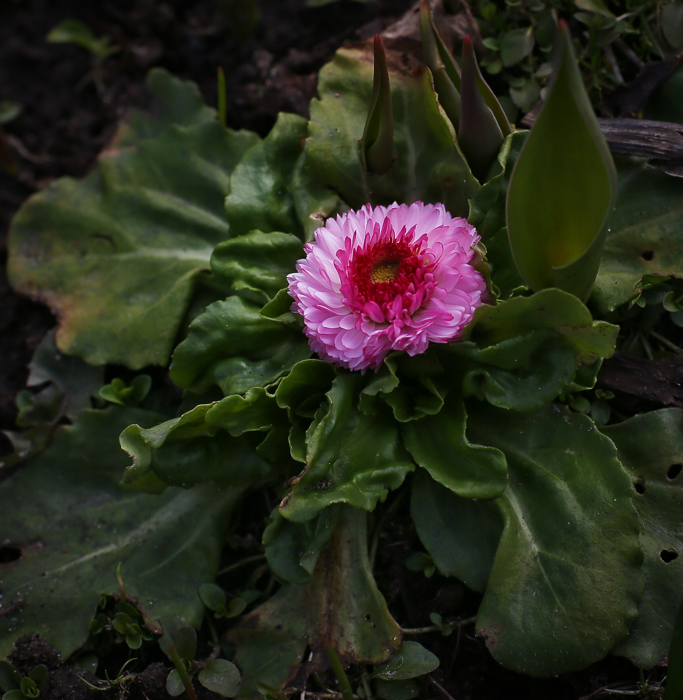 Image of Bellis perennis specimen.