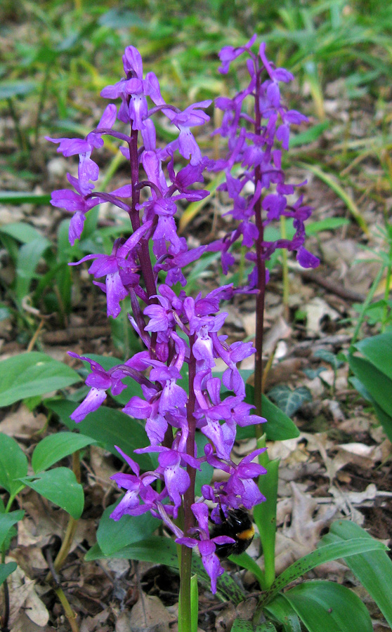 Image of Orchis mascula specimen.