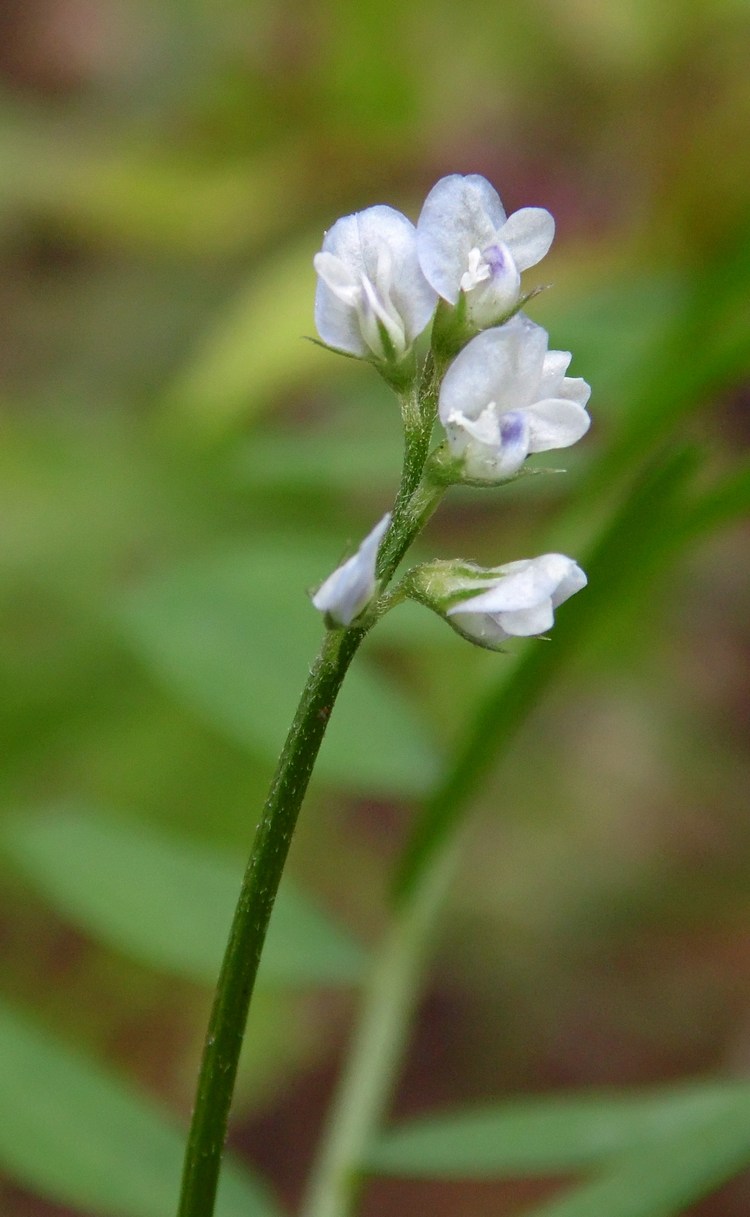 Image of Vicia hirsuta specimen.