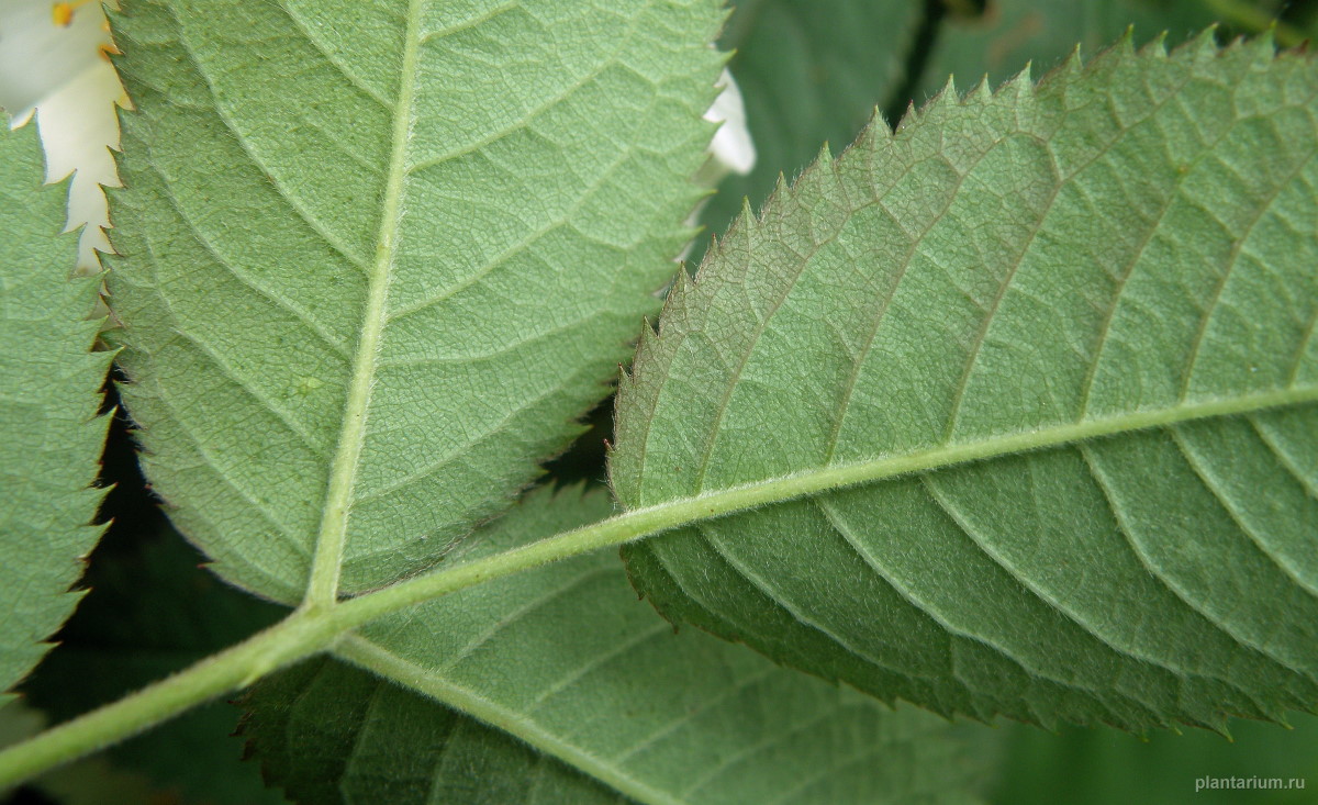 Image of genus Rosa specimen.