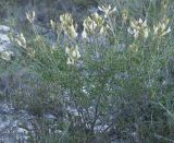 Astragalus albicaulis