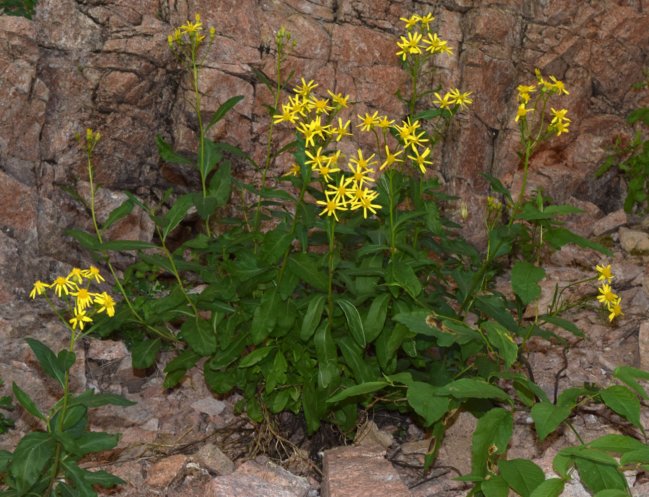 Image of Senecio racemulifer specimen.