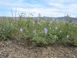 Erodium oxyrhynchum. Цветущие растения. Казахстан, Сев. Тянь-Шань, плато Сюгаты, щебнистый участок нагорной пустыни. 24 мая 2016 г.