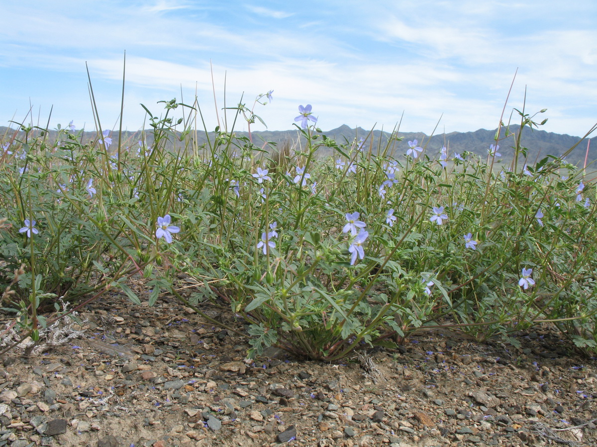 Image of Erodium oxyrhynchum specimen.