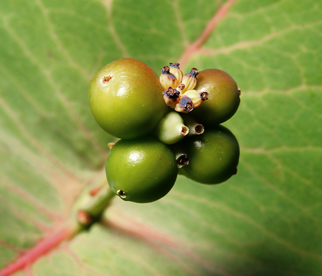 Изображение особи Lonicera dioica.