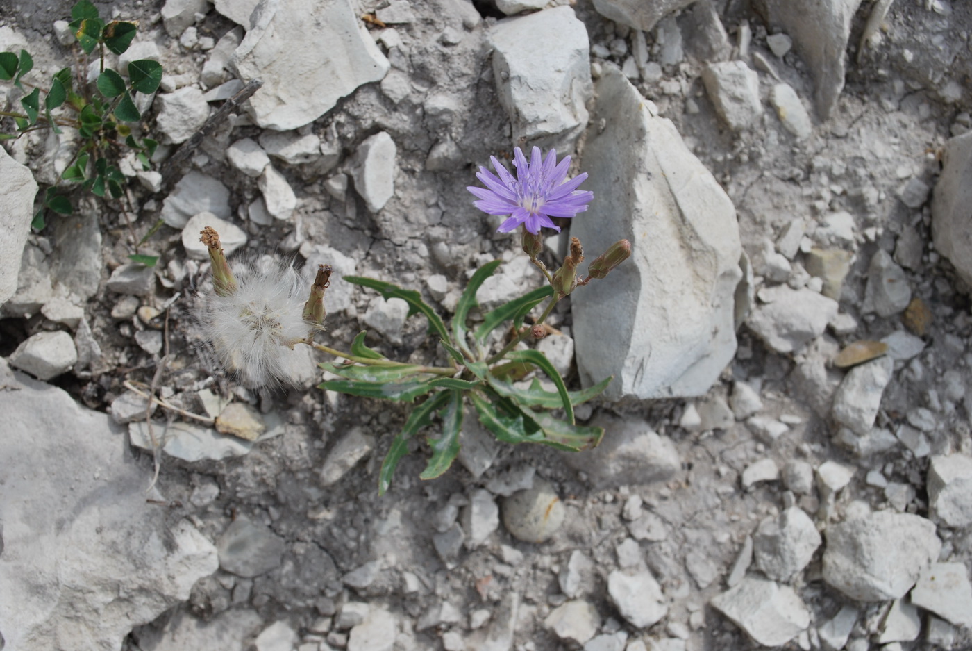 Image of Lactuca tatarica specimen.