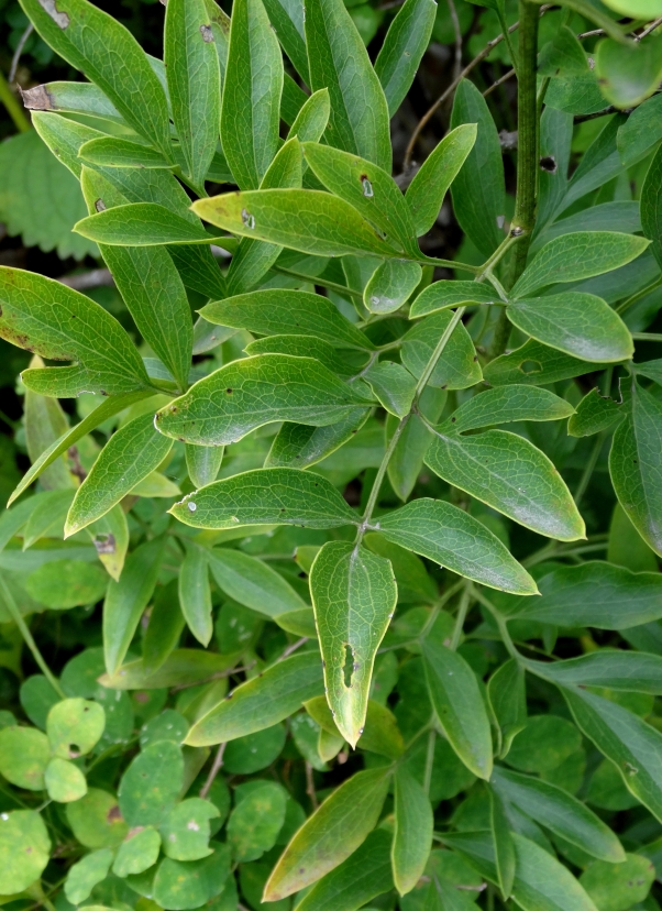 Image of Clematis hexapetala specimen.