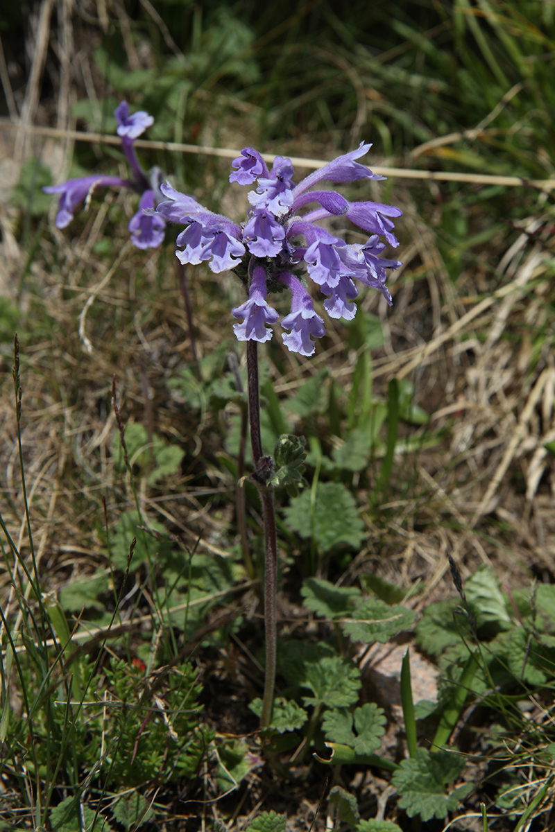 Image of Dracocephalum laniflorum specimen.