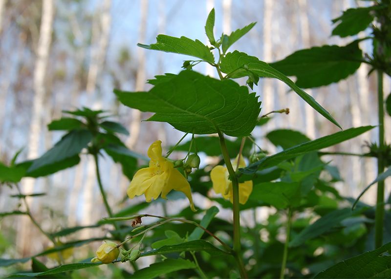 Image of Impatiens noli-tangere specimen.