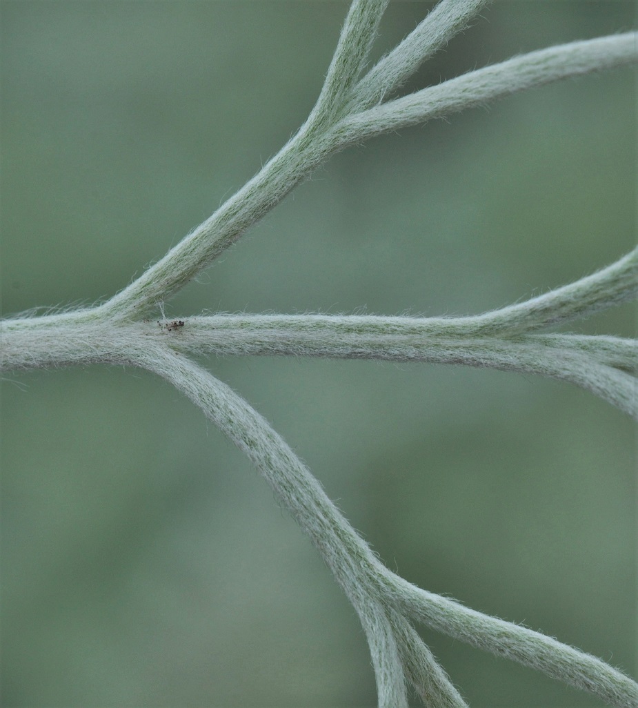 Image of Artemisia schmidtiana specimen.