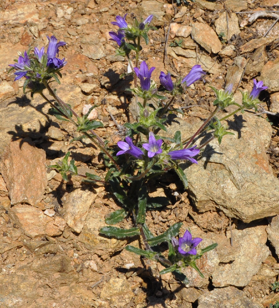 Изображение особи Campanula lingulata.